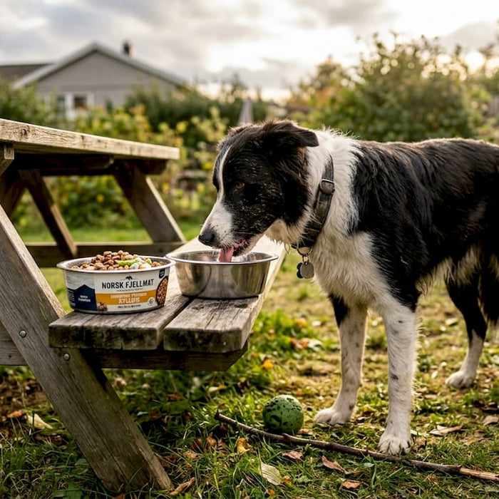 En energisk hund står spent ved matskålen sin ute i hagen.