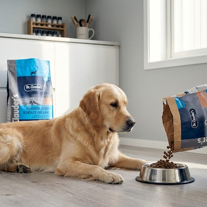 Golden retrieveren venter spent på å få tilpasset maten sin.