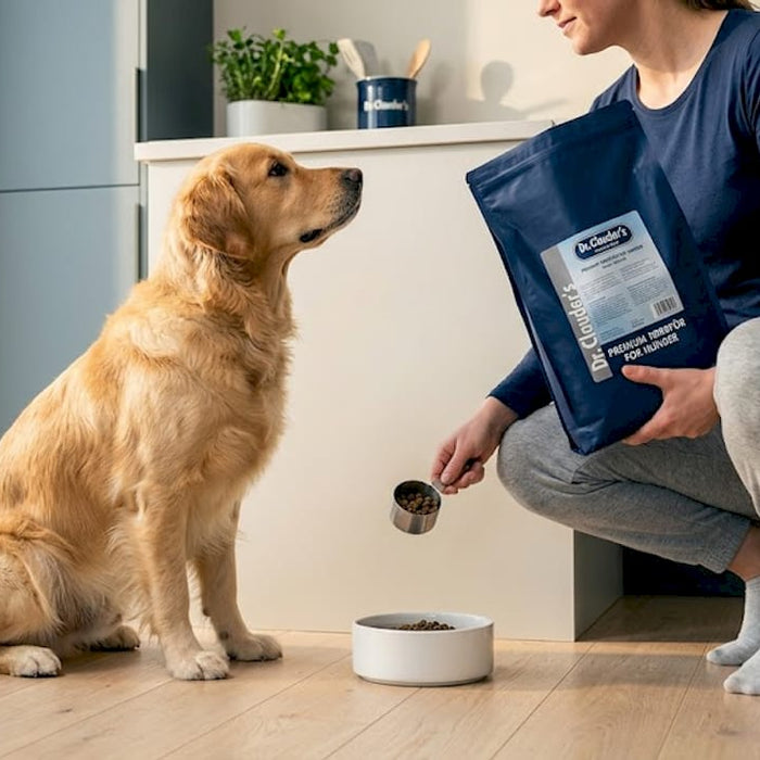 En hund sitter tålmodig på kjøkkenet og venter på mat.