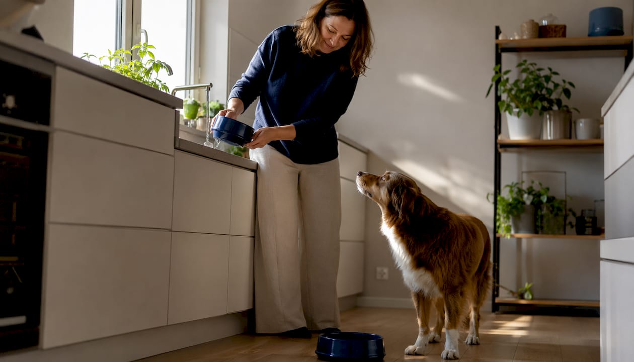 Hunden står på kjøkkenet og drikker vann fra matskålen sin.