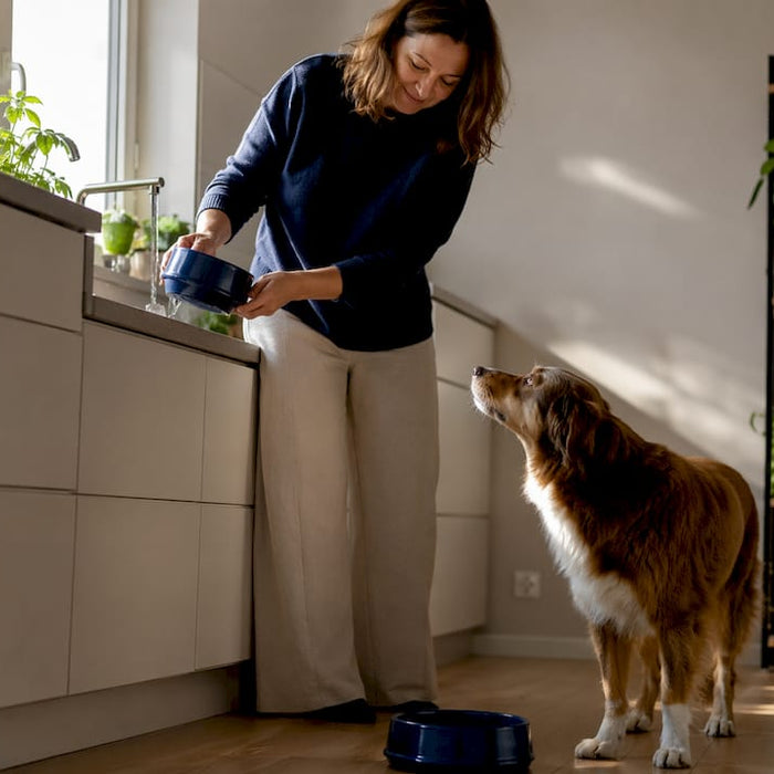 Hunden står på kjøkkenet og drikker vann fra matskålen sin.