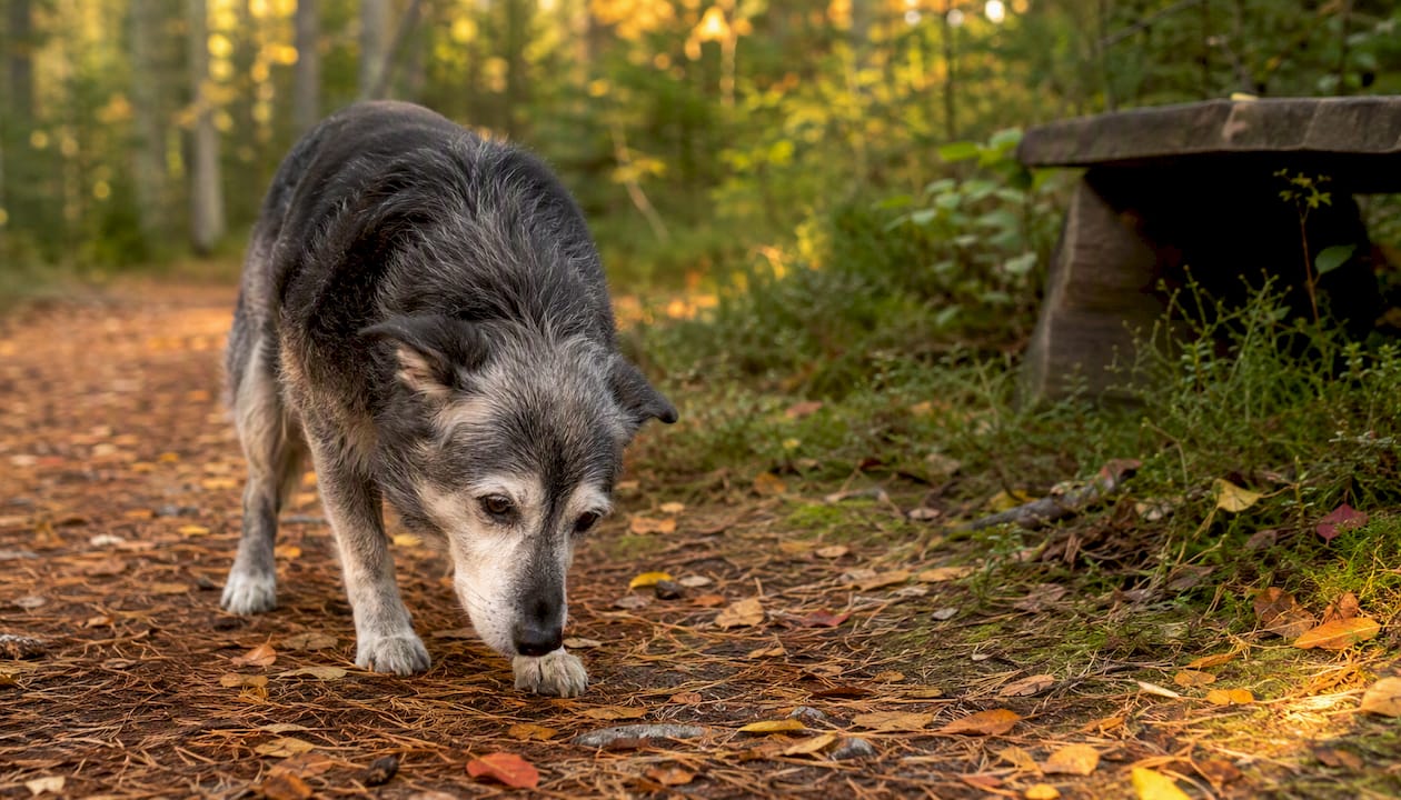 En eldre hund rusler rolig utendørs