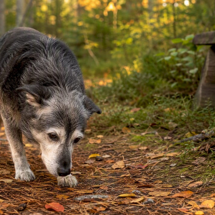 En eldre hund rusler rolig utendørs