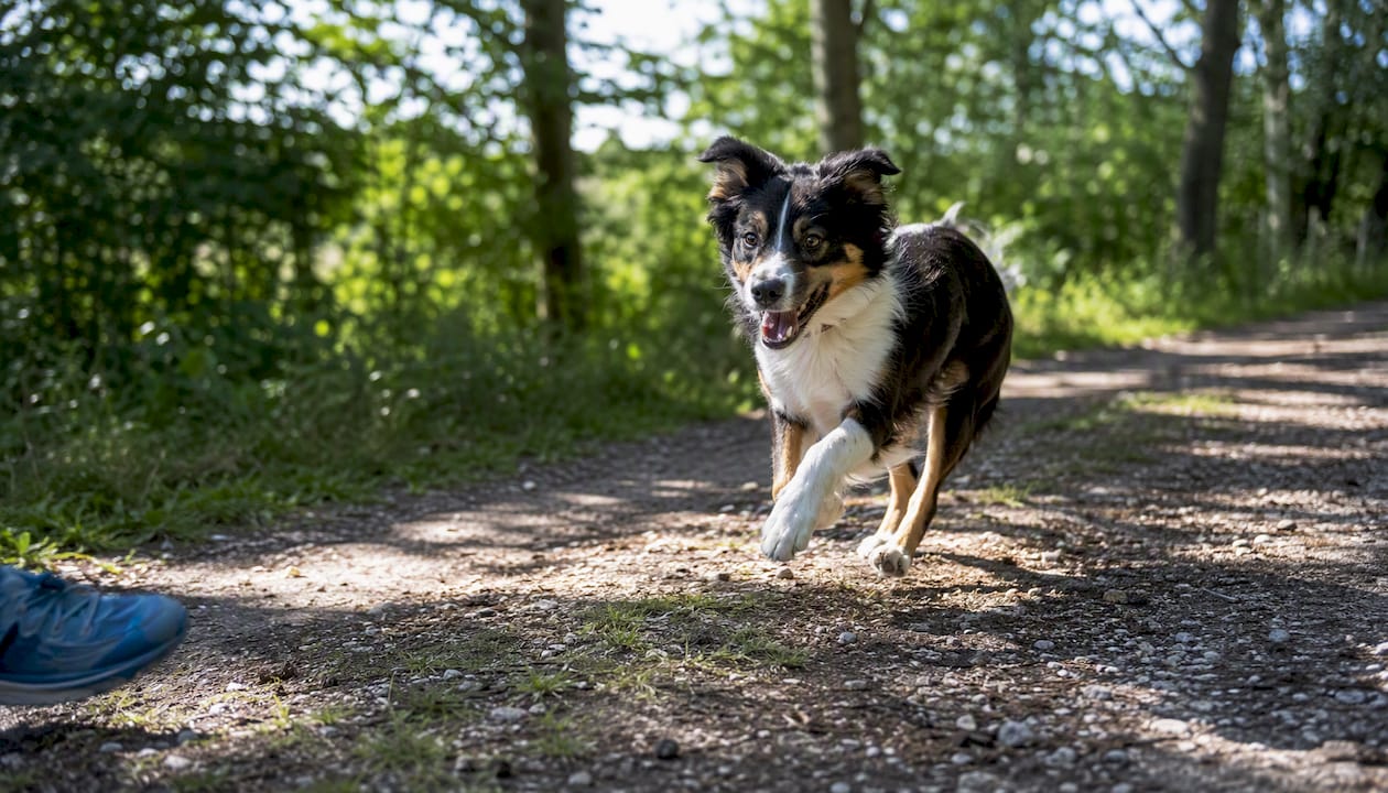 En energisk hund som løper fritt gjennom skogen i en norsk park