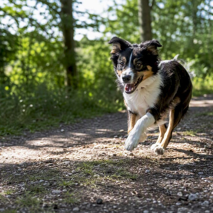 En energisk hund som løper fritt gjennom skogen i en norsk park