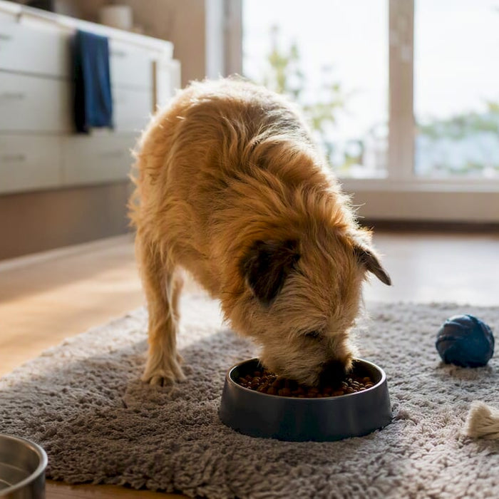 Hund som spiser allergivennlig hundemat