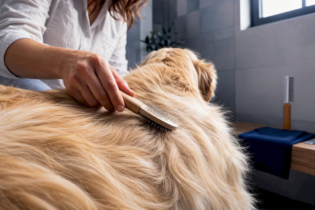Hund blir børstet i et lyst baderom