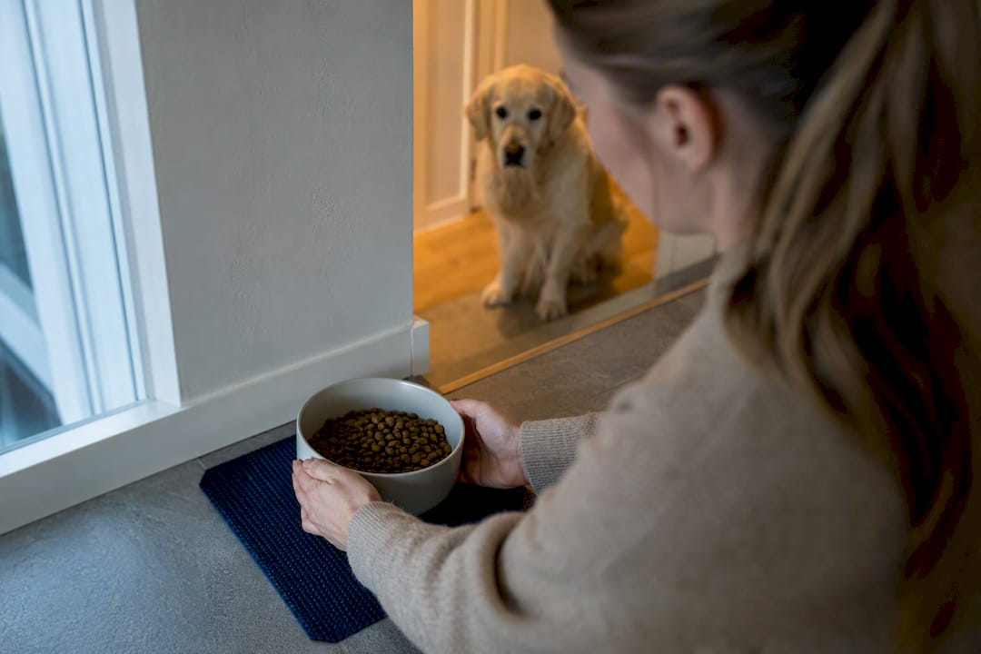 Hund som venter ved skålen med tørrfôr