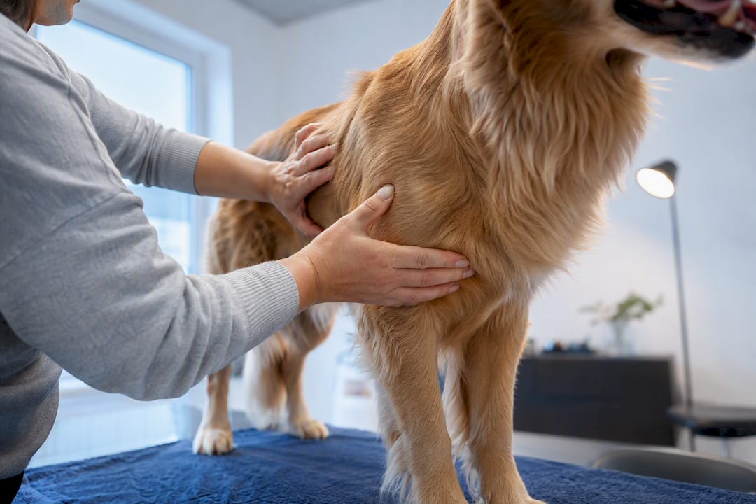 Hvor mye mat til hund? Slik regner du riktig porsjon