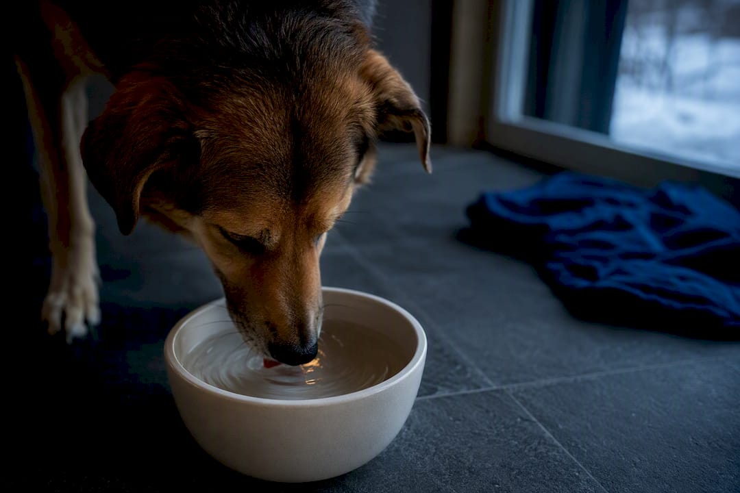 Hunde vannløsning: riktig vanninntak og tegn på dehydrering