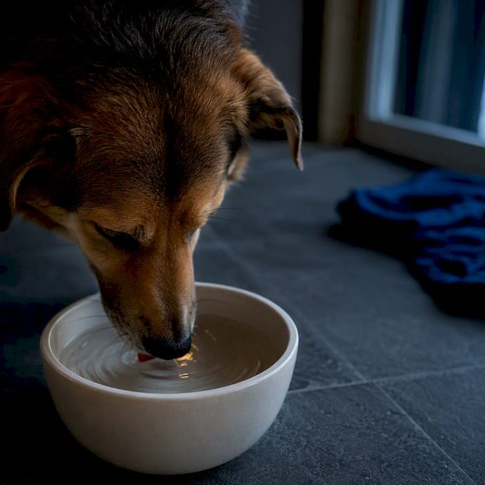Hund som drikker vann fra en keramikkbolle