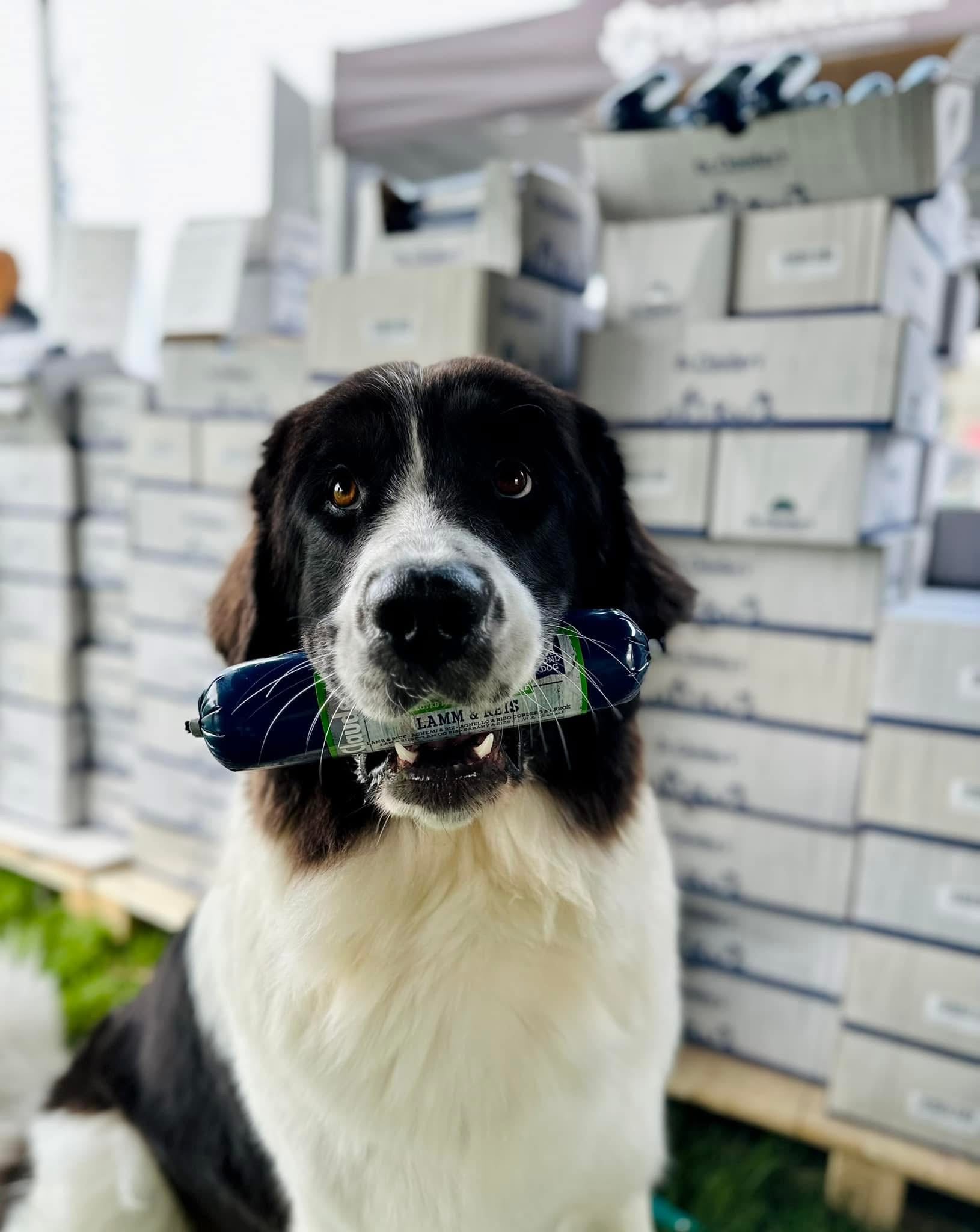 Hundefor på nett – slik finner du kvalitet og trygghet