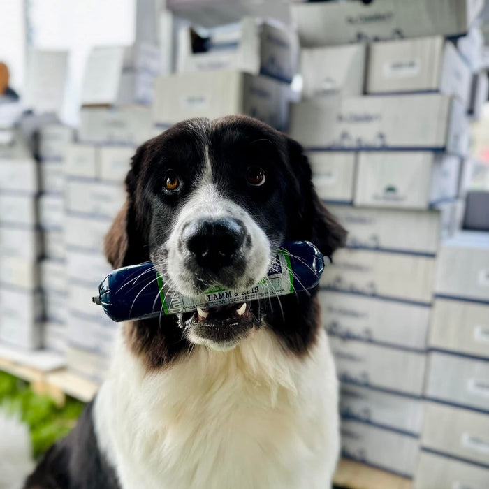 Hundefor på nett – slik finner du kvalitet og trygghet